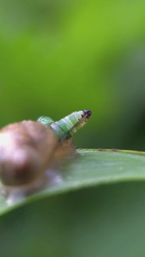 Macro shot of a snail with a parasite visibly moving in its tentacle, behav.. Vídeos de archivo 310242328