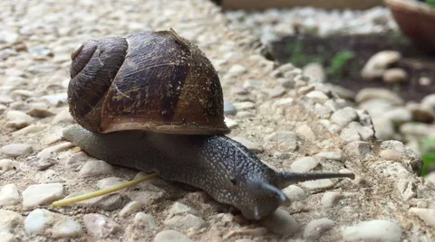 Macro shot of snail on pavement Stock Footage 57326701