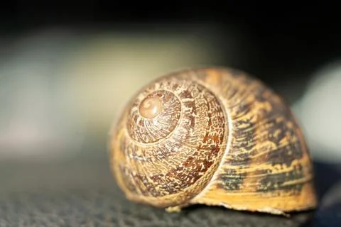 Macro shot of a snail shell 스톡 사진