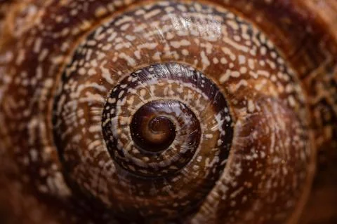 Macro shot of snail shell spiral Stock Photos