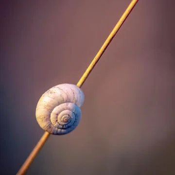 Macro shot of snail shell on a stick isolated on purple background. Minimalism 写真素材