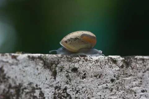 Macro shot of snail side view blur background Stock Photos