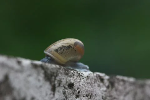 Macro shot of snail side view selective focus Stock Photos