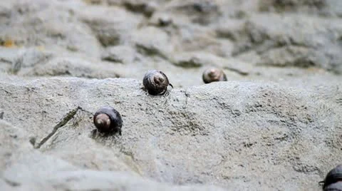 Macro shot of snails crossing the beach Stock Footage 10745224