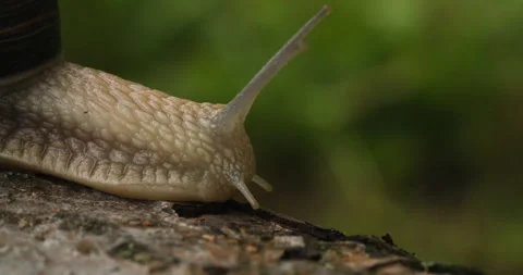 Macro shot of a snail’s head on a mossy tree stump Stock Footage 279311257