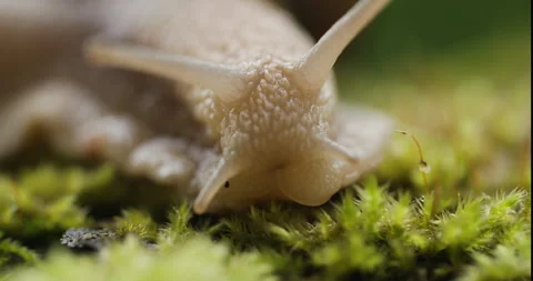 Macro shot of a snail’s head on a mossy tree stump Stock Footage 279405146
