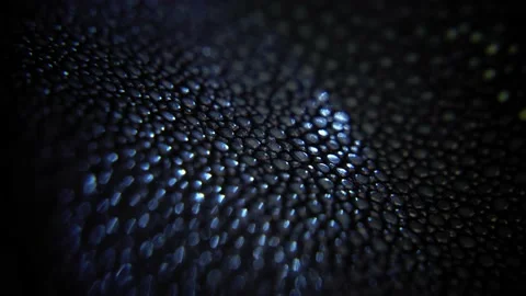 Macro shot of snake's skin in dark room, textured surface in selective Stock Footage 207657641