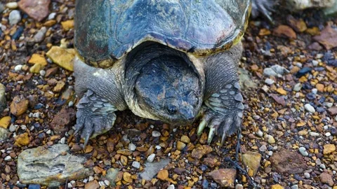 Macro shot of a snapping turtle resting on rocky riverbank in wild habitat. Video stock 337681602