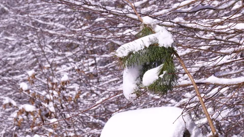 Macro Shot Of Snow Covered Pine Branch In Winter Forest 스톡 동영상 331128940