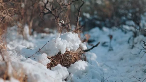 A macro shot of snow-covered textures, highlighting the intricate patterns of Stock Footage 258862635