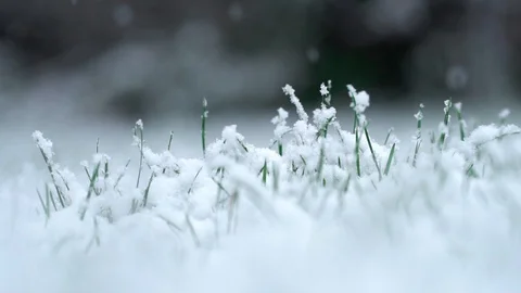 Macro shot of snow falling on grass in slow motion (120 fps). Stock Footage 125609124