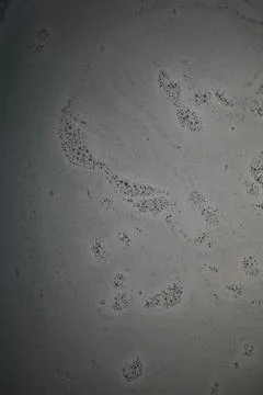 Macro Shot of Soap Bubble Patterns Floating on Water Surface 스톡 사진