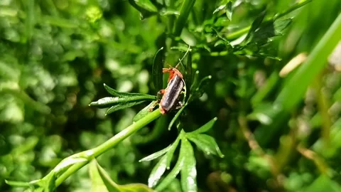 Macro shot of a soldier beetle crawling on green leaf and flying away Video stock 337944949