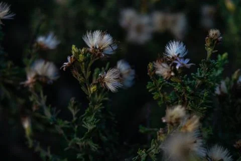 Macro shot of some small white flowers by the sea Foto stock