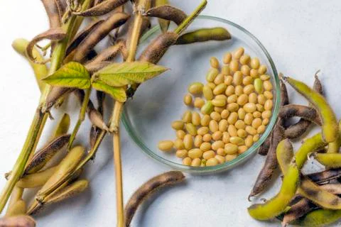 Macro shot of soybeans isolate on white background. Stock Photos