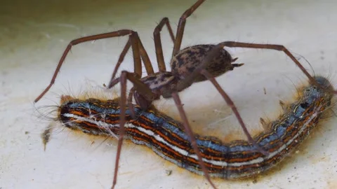 Macro shot of spider biting processionary caterpillar Stock Footage 266922406