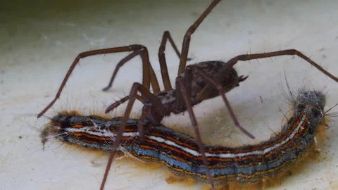 Macro shot of spider biting a striped processionary caterpillar Stock-Footage 266922411