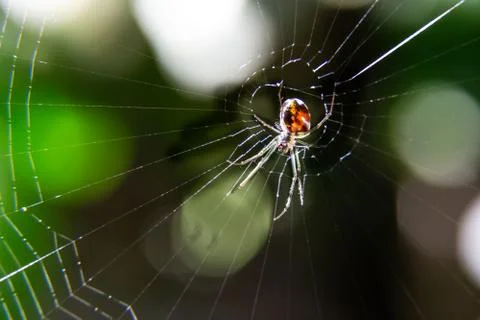Macro shot of spider on center of web in the woods against sunlight. Stock Photos