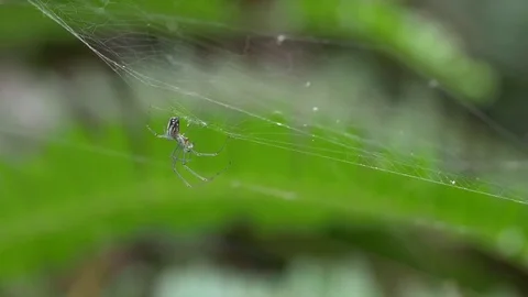 Macro shot of a spider cleaning itself Stock Footage 71897546