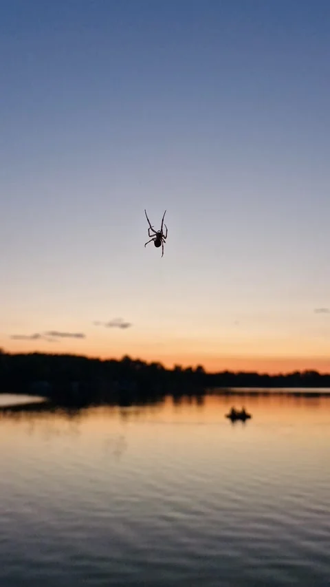 Macro Shot of a Spider Climbing Silk Thread Against a Night Sky 库存影片 340519657