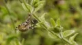 Macro shot of spider HD Footage