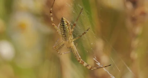 Macro shot of a spider. 스톡 동영상 136143122