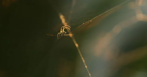 Macro shot of a Spider Stock Footage 149761240