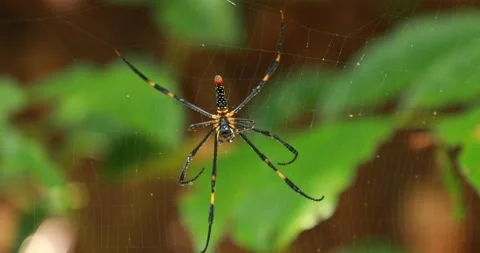 Macro shot of a Spider Stock Footage 216541757