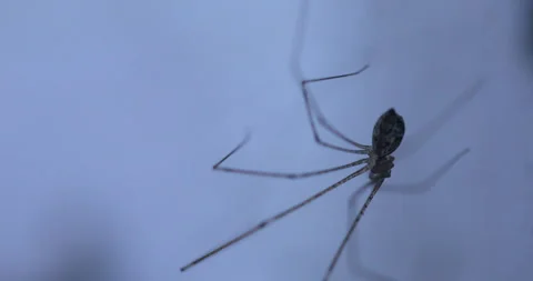 Macro shot of a Spider Stock Footage 280453065
