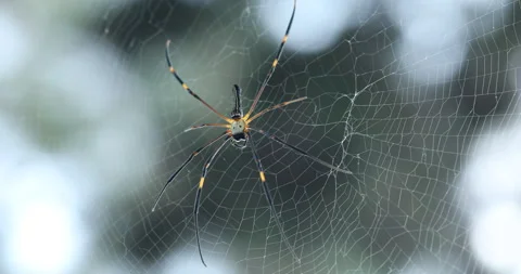 Macro shot of a Spider Stock Footage 289658299