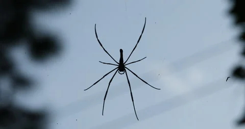 Macro shot of a Spider Stock Footage 289660266