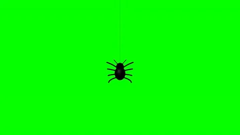 Macro shot of a spider hanging on a web with green screen Stock-Footage 346981829