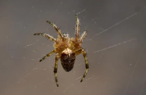 Macro Shot of Spider Hanging on Web Stock Photos