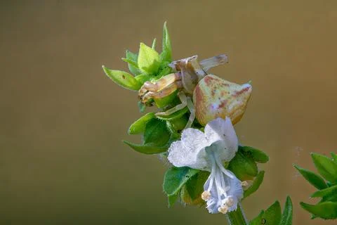 A macro shot of a spider on a leaf and one white flower Stock Photos