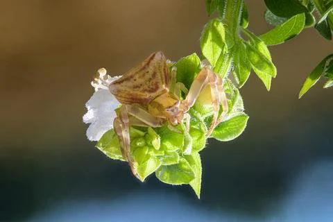 A macro shot of a spider on a leaf and one white flower in the garden Stock Photos