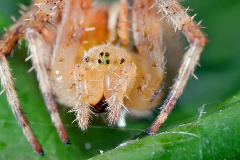 Macro shot of a  spider Stock Photos