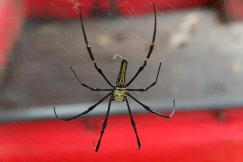 Macro shot of spider in spider web 写真素材