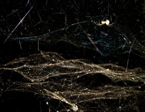 Macro shot of a spider in a spider web. Stock Photos