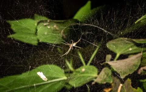 Macro shot of a spider in a spider web. Photos