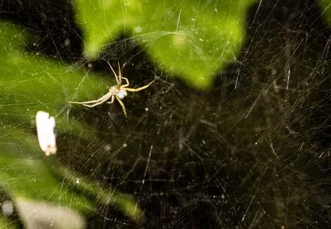 Macro shot of a spider in a spider web. Stock Photos
