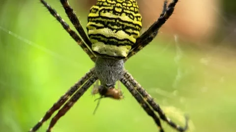 Macro Shot of Spider Trapping and Grinding a Fly in Its Web Stock Footage 301643297