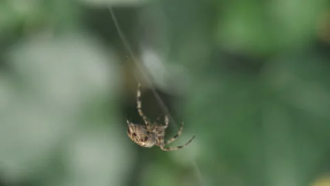 A macro shot of a spider weaving a spider web. Stock Footage 166358454