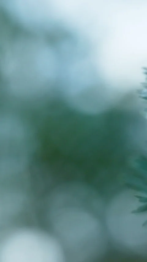 Macro Shot Of Spider Web And Blue Spruce With Water Droplets Stock Footage 345873453