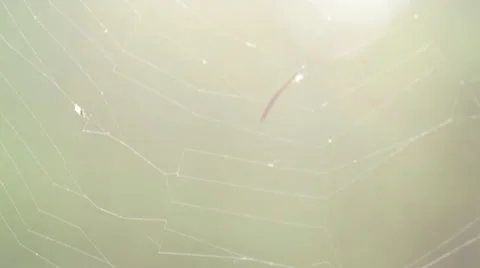 Macro shot of a spider web backlit with the afternoon sun Video stock 63654927