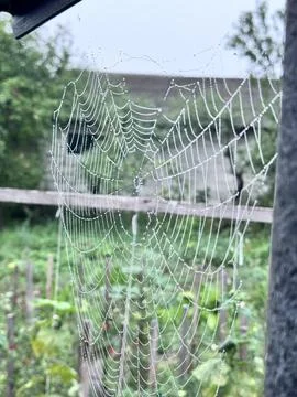 Macro shot of a spider web covered in morning dew drops Stock Photos