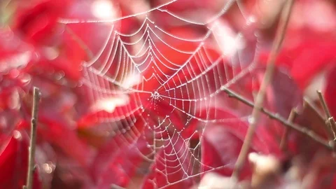 Macro shot of a spider web with dew, in the beautiful red autumn leaves Stock Footage 96764982