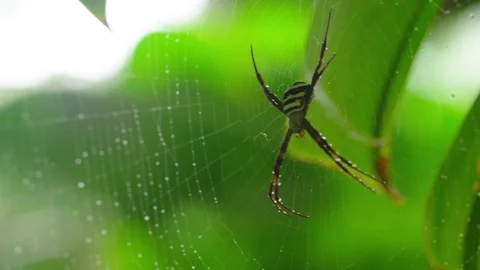 A macro shot of a spider on web Stock Footage 79019832