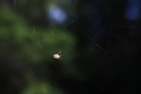 Macro Shot of Spider on Web in Natural Greenery Background Stock Photos