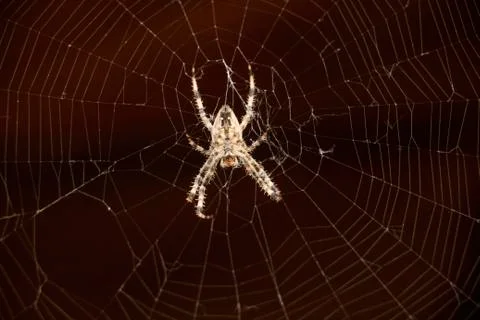 Macro shot of spider in web Stock Photos