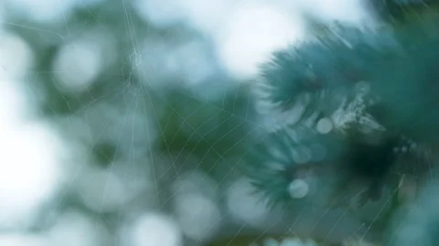 Macro Shot Of Spider Web On Pine Tree Branch In Forest Stock Footage 345446253